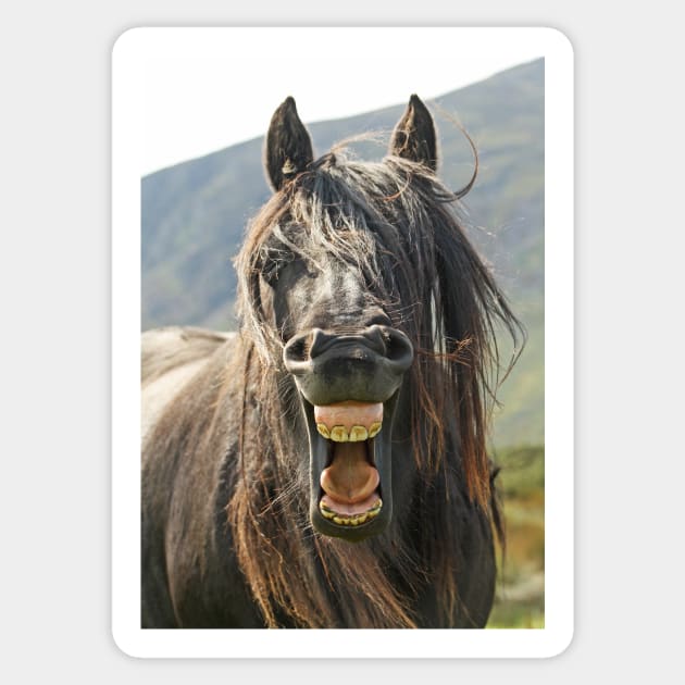 The "Laughing" Horse Sticker by Furtographic